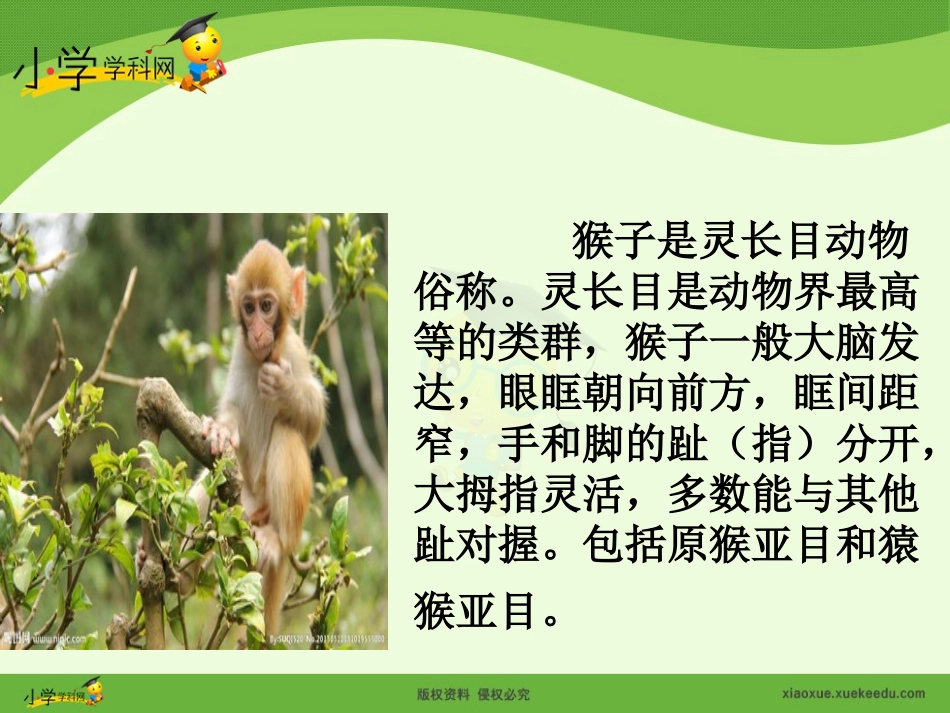 《小猴子下山》课件_第3页