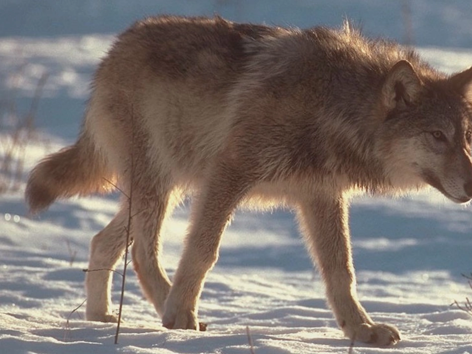 《狼》课件（62页）_第3页