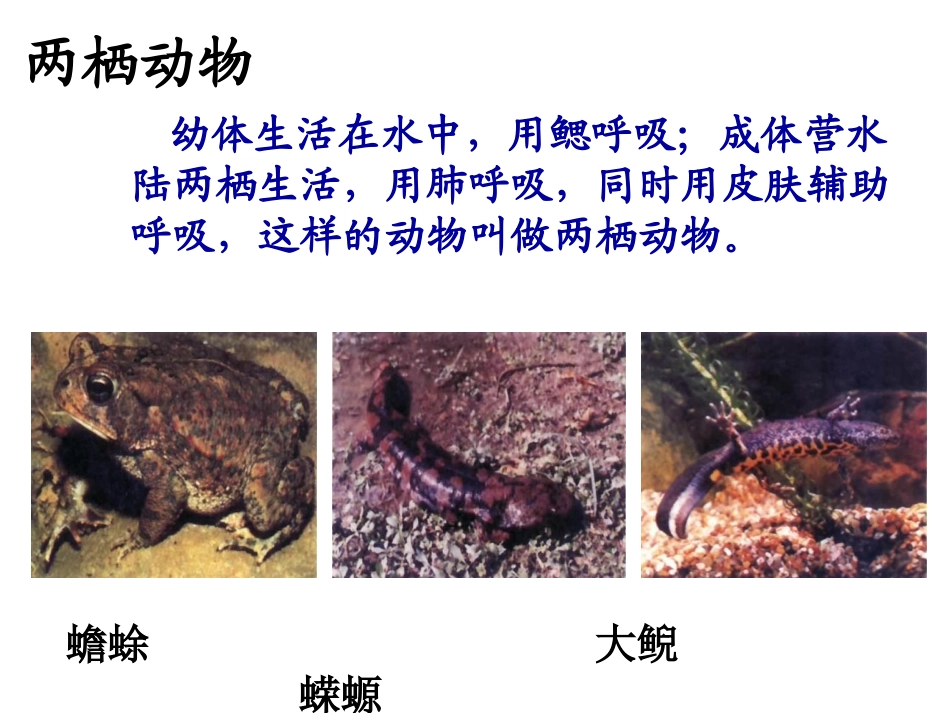 两栖动物的生殖和发育 (2)_第2页