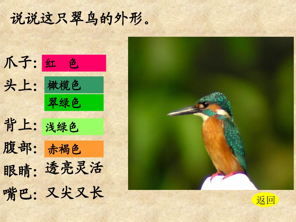 《翠鸟》教学课件_第3页