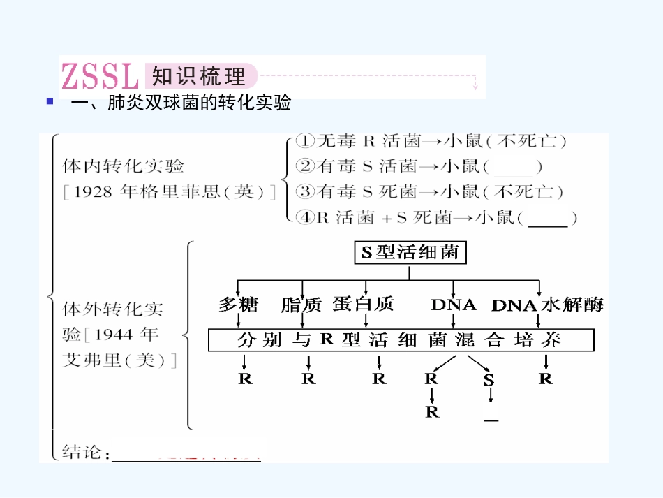 【精品】2011届高考生物第一轮复习经典学案 4-1 DNA是主要的遗传物质课件_第3页