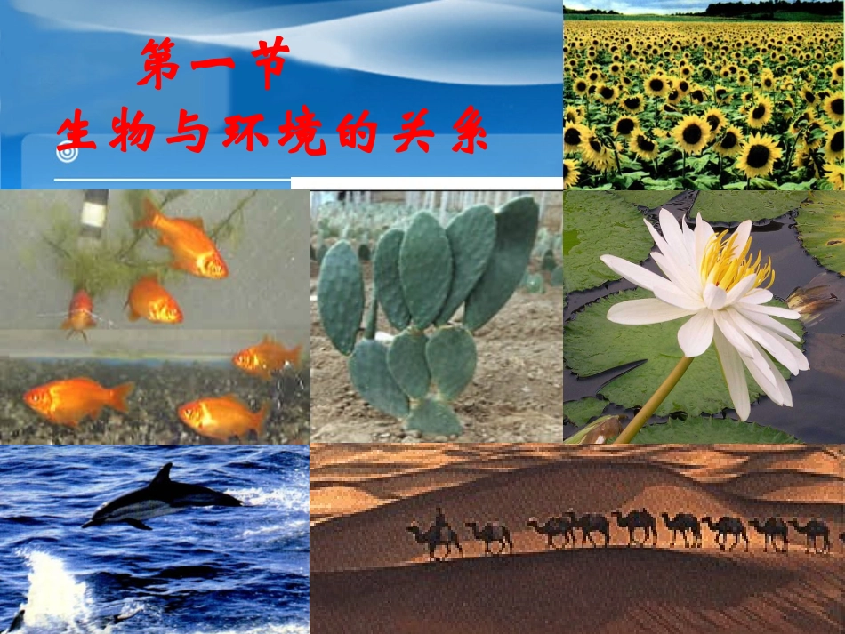 生物与环境的关系_第3页