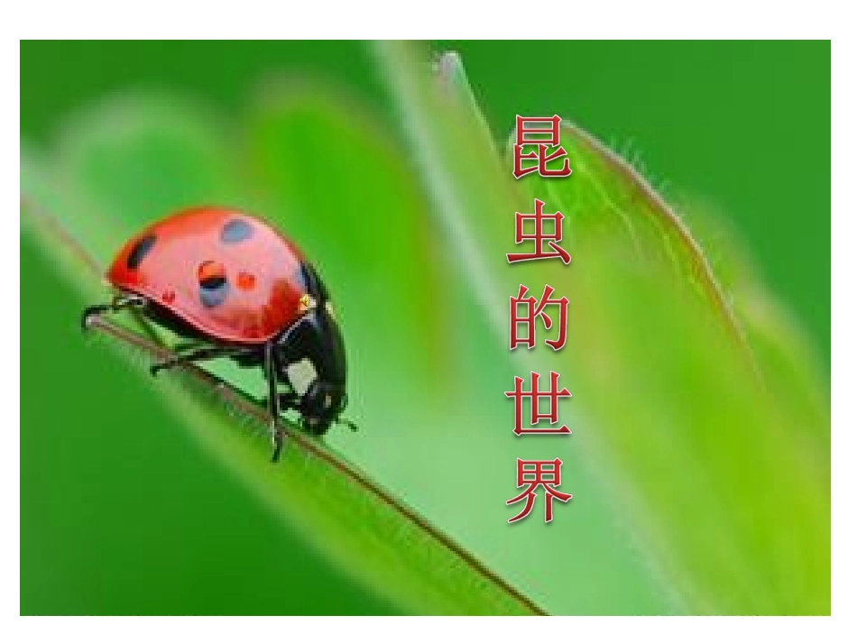《装满昆虫的口袋》课件_第2页