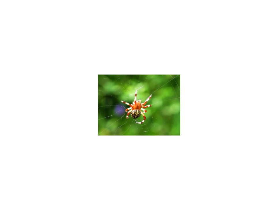 《装满昆虫的口袋》课件_第3页