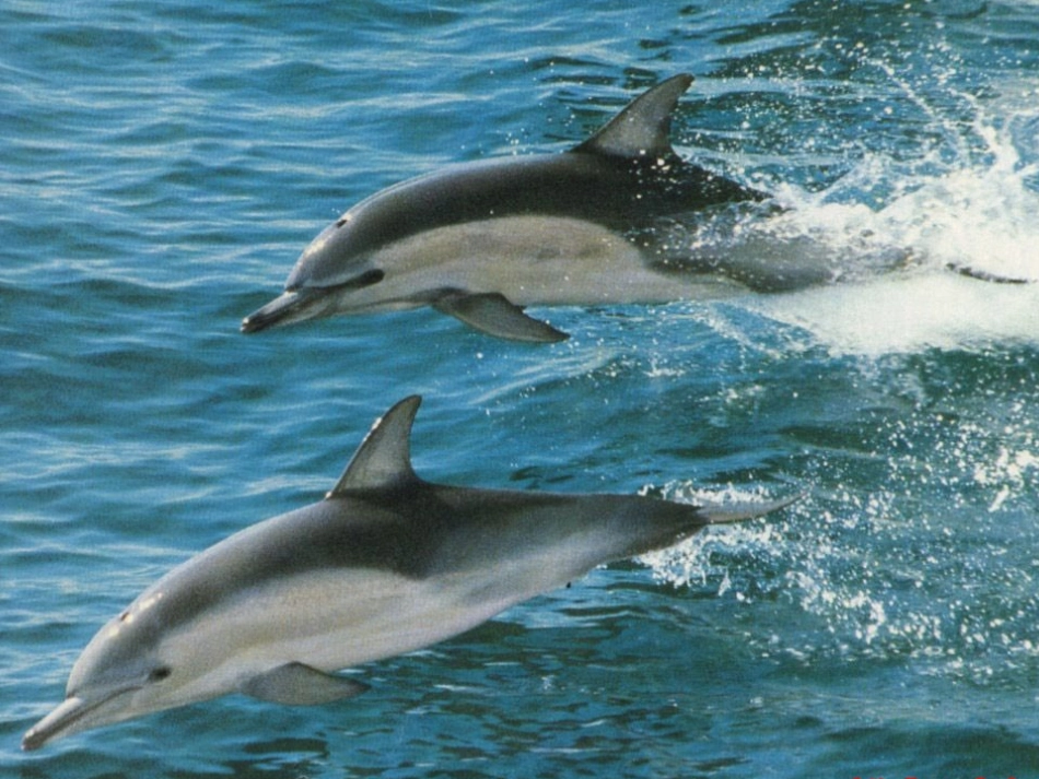 美丽的眼睛课件11_第2页