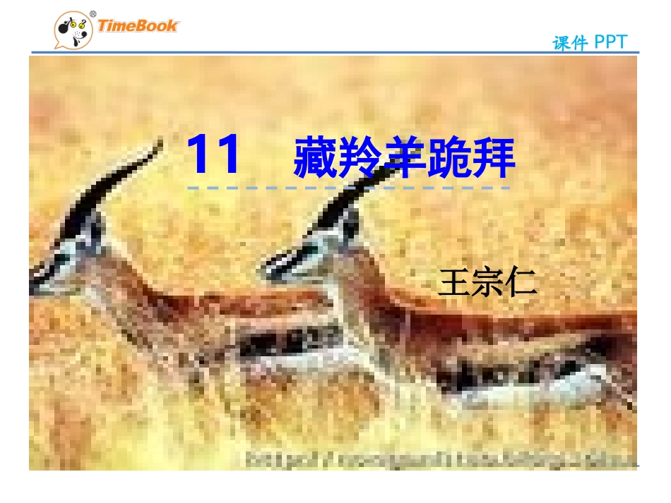 吉林版语文五年级下册《藏羚羊跪拜》_第3页
