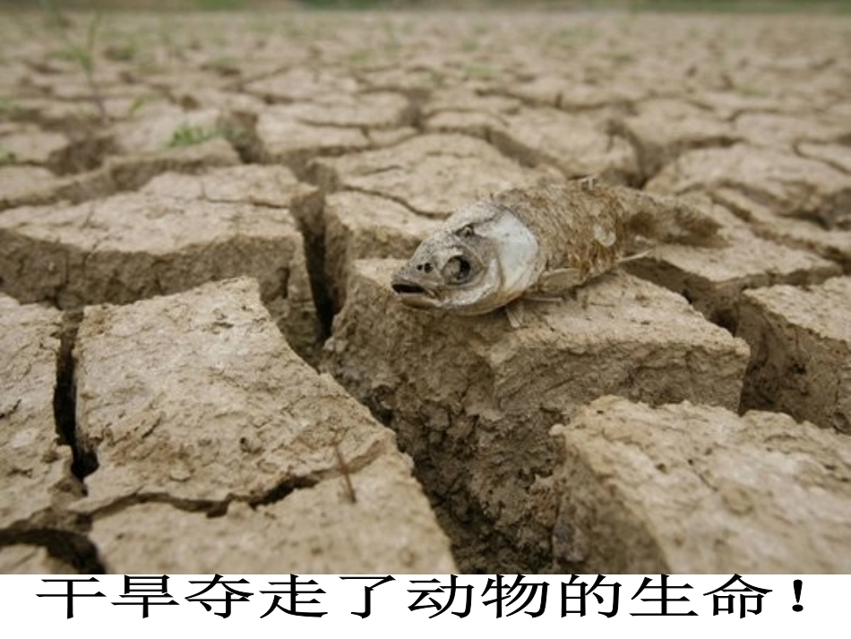 生命之源——水(幻灯片)_第3页