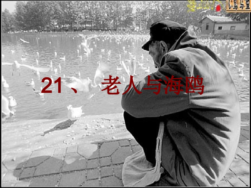 《老人与海鸥》课件 (4)_第1页