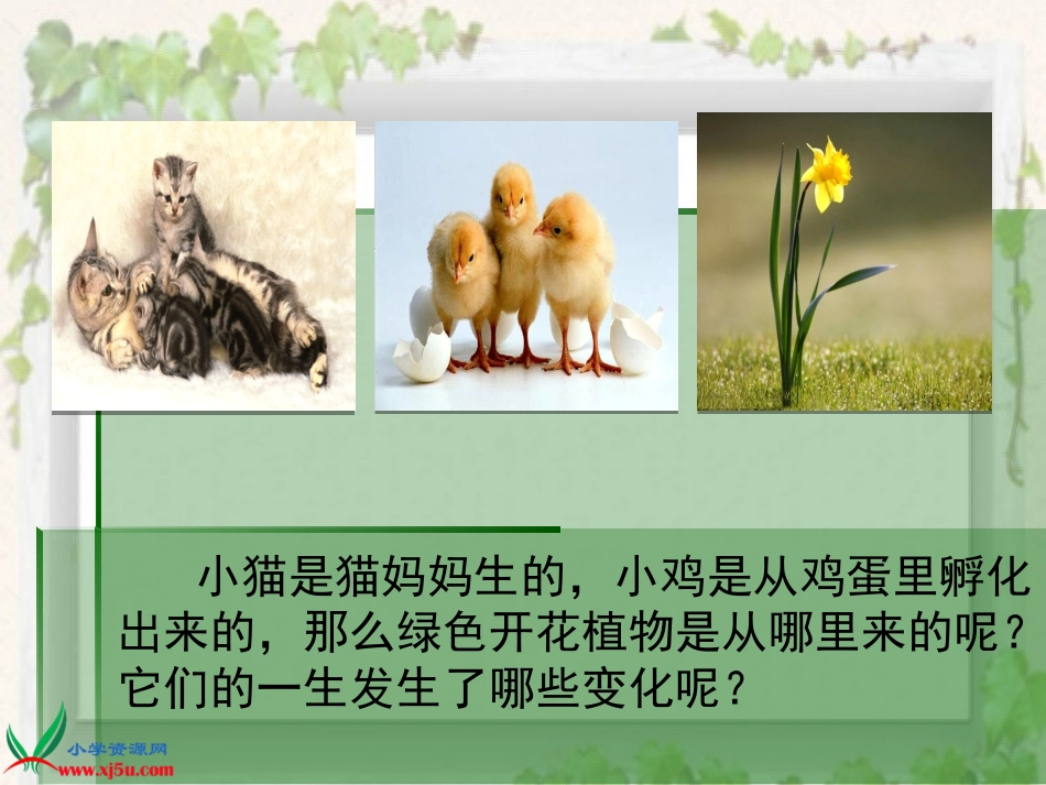 科学《植物新生命的开始》_第3页