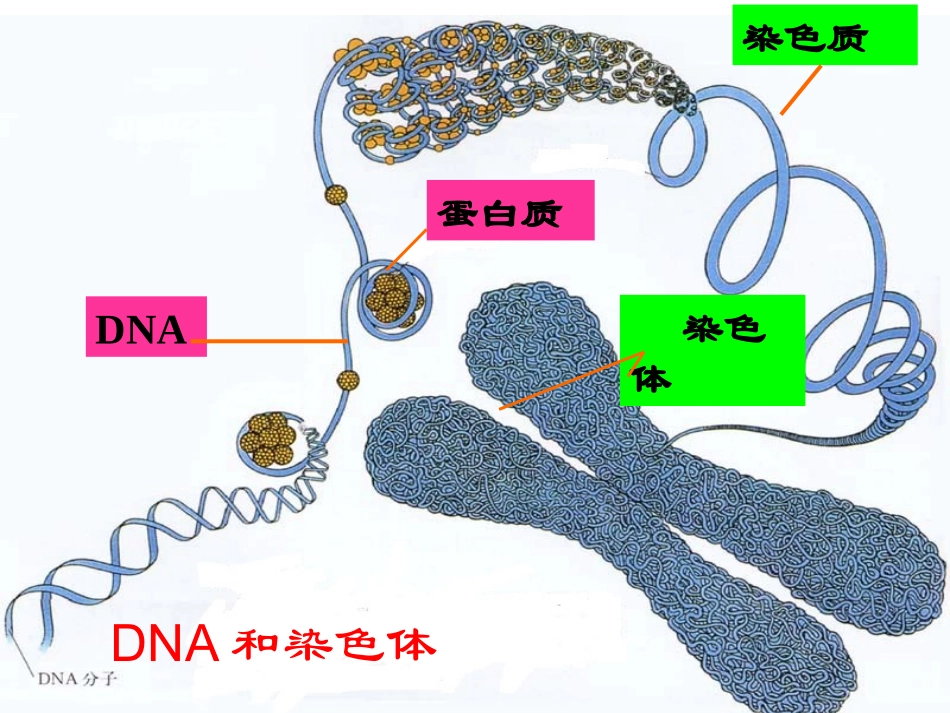 DNA是主要遗传物质_第2页