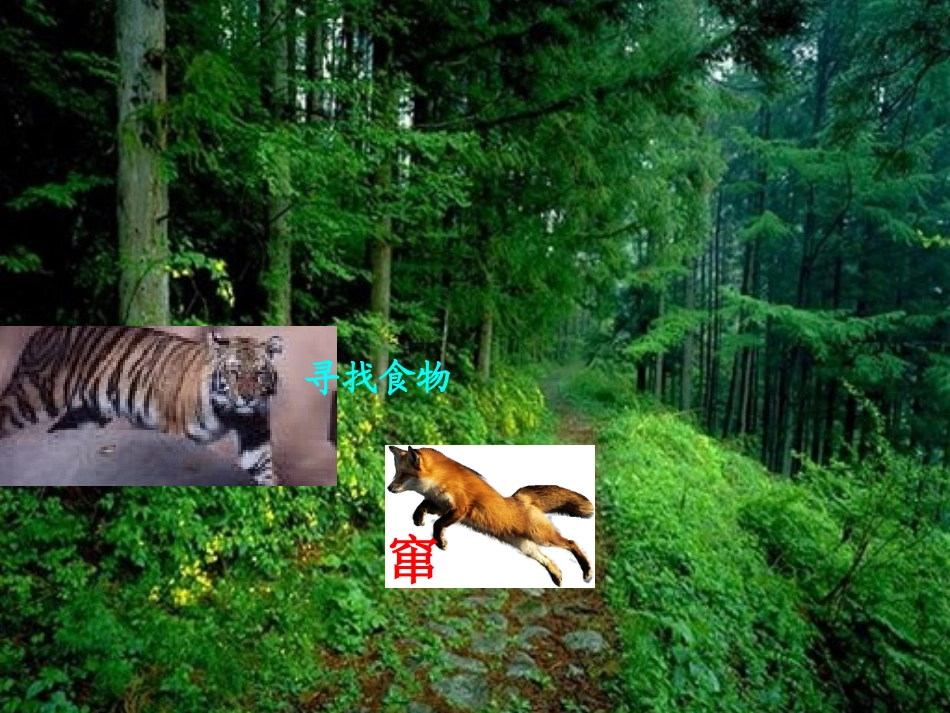 《寓言两则-狐假虎威》课件之二（语文S版三年级语文上册课件）_第2页