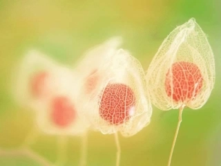 七年级语文爸爸的花儿落了1