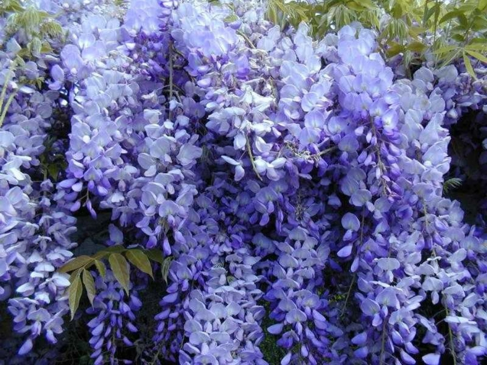 《紫藤萝瀑布》课件_第1页