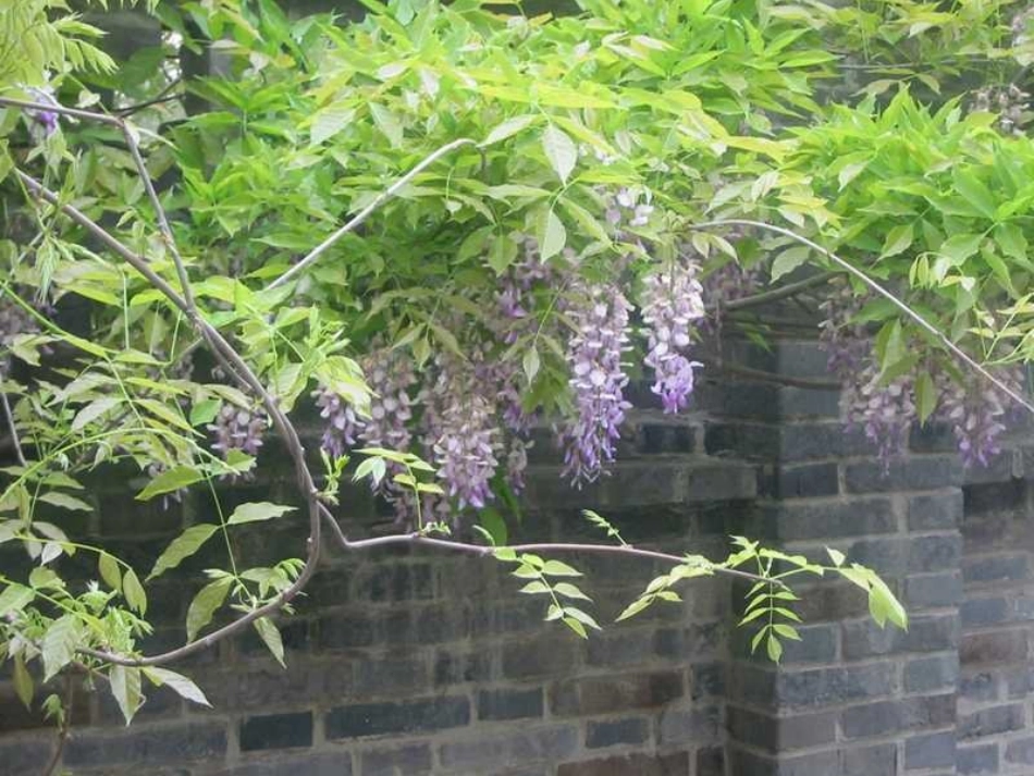 《紫藤萝瀑布》课件_第2页