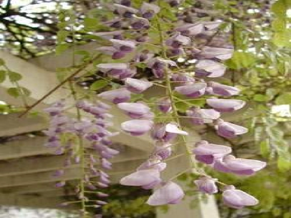 《紫藤萝瀑布》课件_第3页