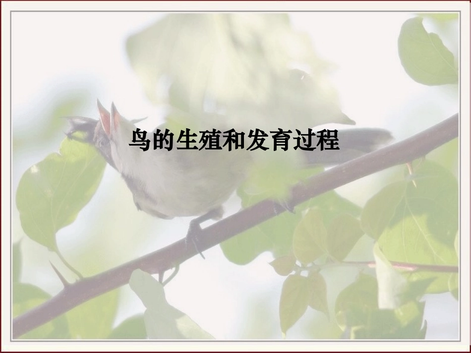 八下714鸟的生殖和发育_第1页