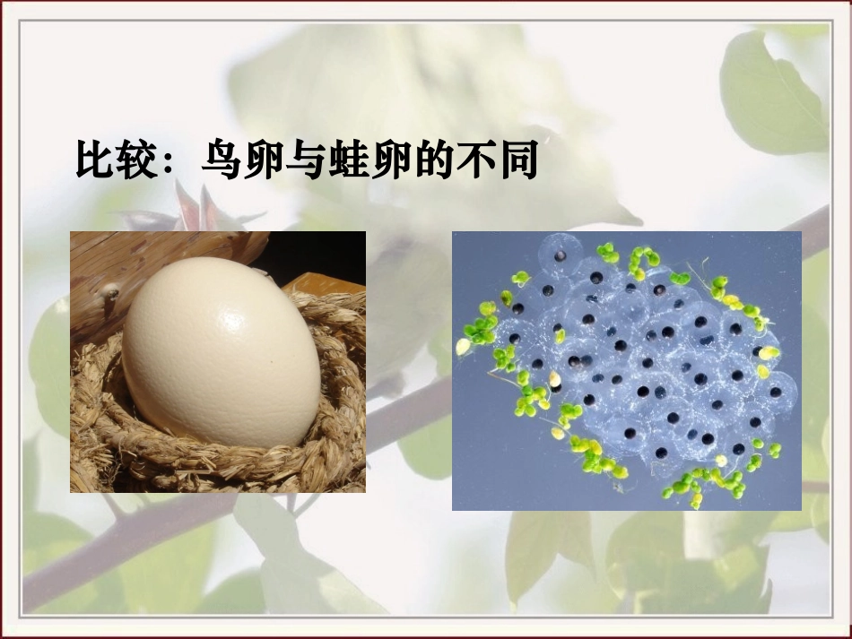 八下714鸟的生殖和发育_第2页