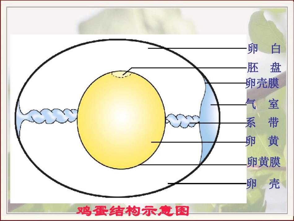 八下714鸟的生殖和发育_第3页