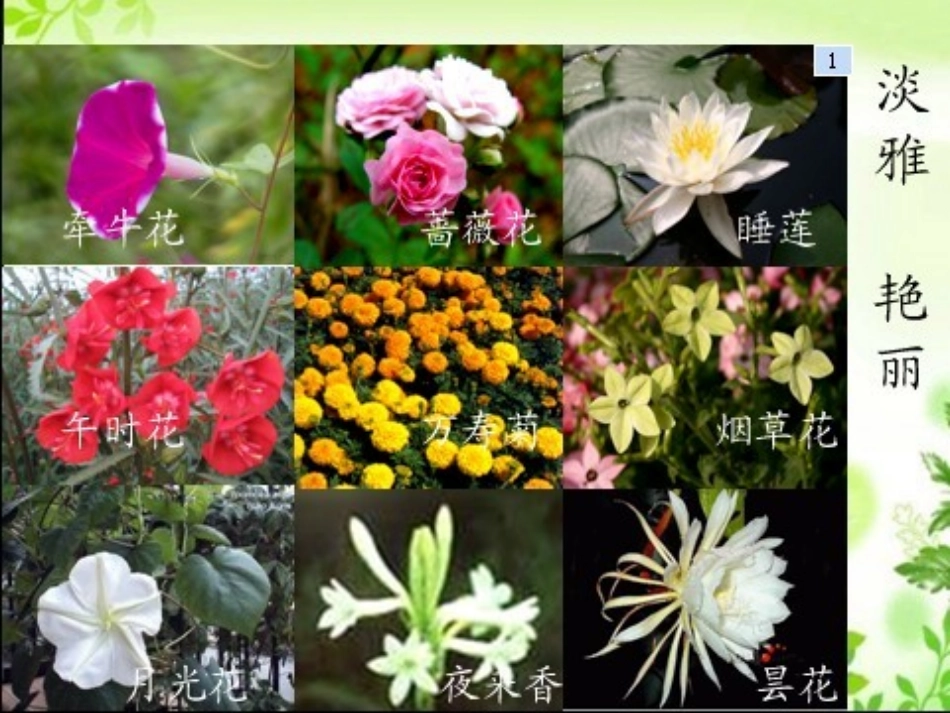 《花钟》课件1 (4)_第3页