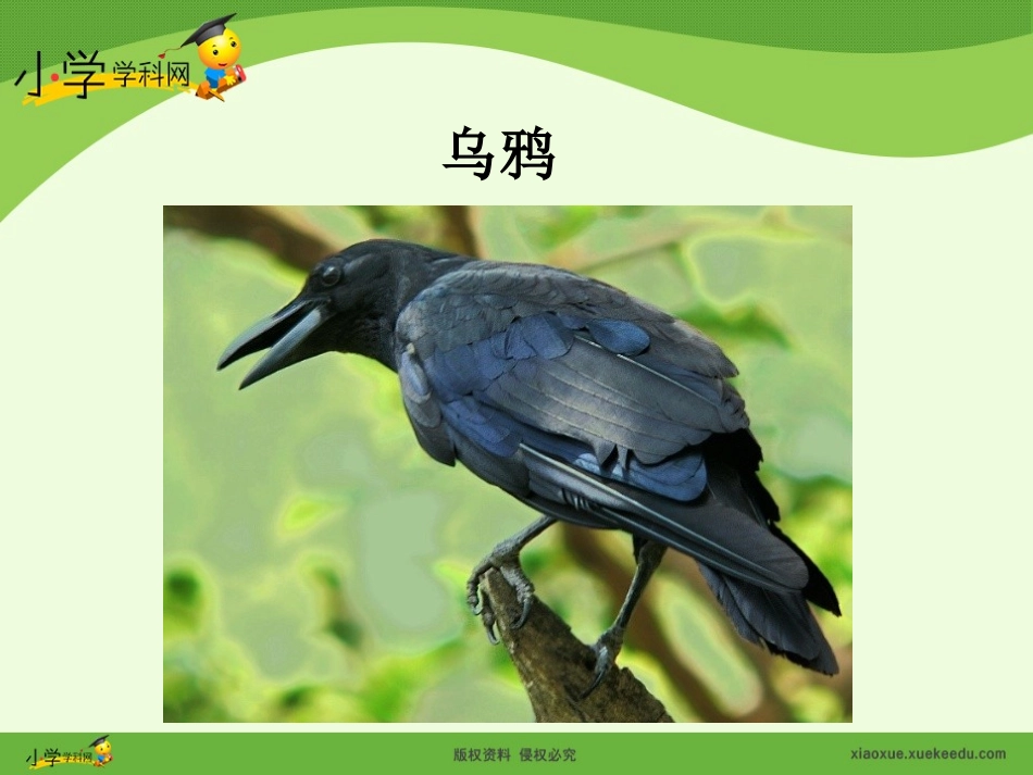 《乌鸦喝水》课件_第3页