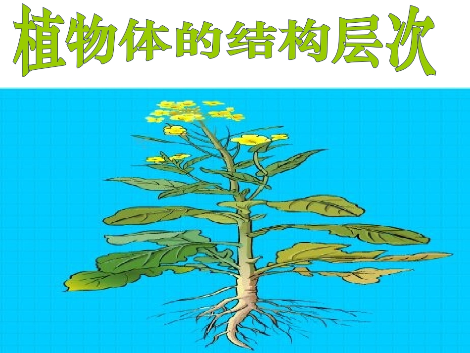 植物体的结构层次_第1页