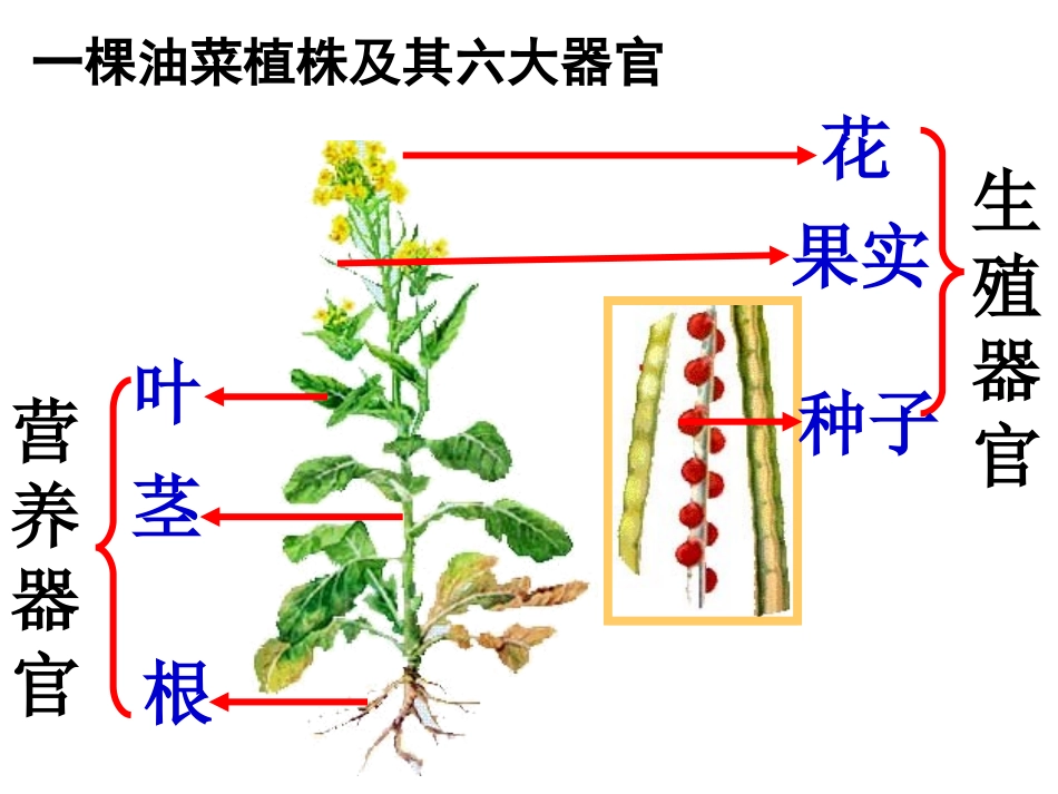植物体的结构层次_第3页