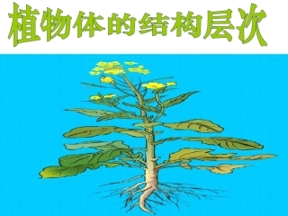 植物体的结构层次