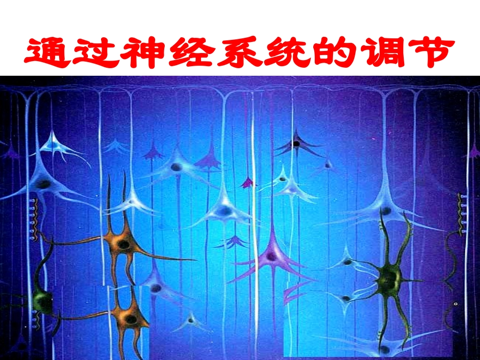 神经系统的调节（谢方）_第1页