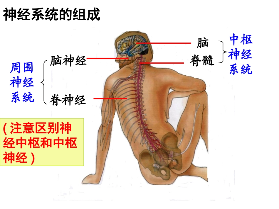 神经系统的调节（谢方）_第3页