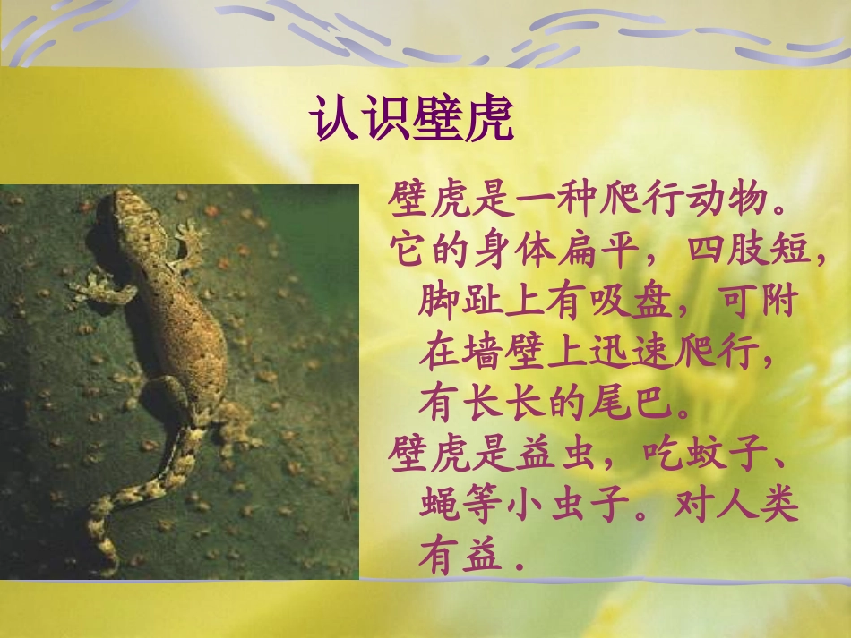 《小壁虎借尾巴》_第3页