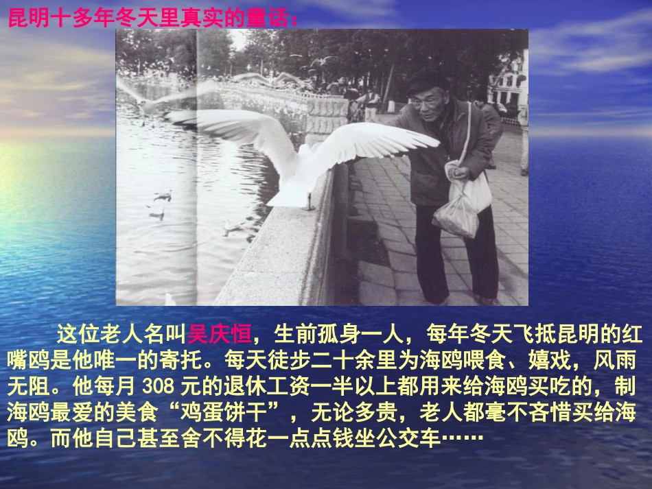《老人与海鸥》课件_第1页