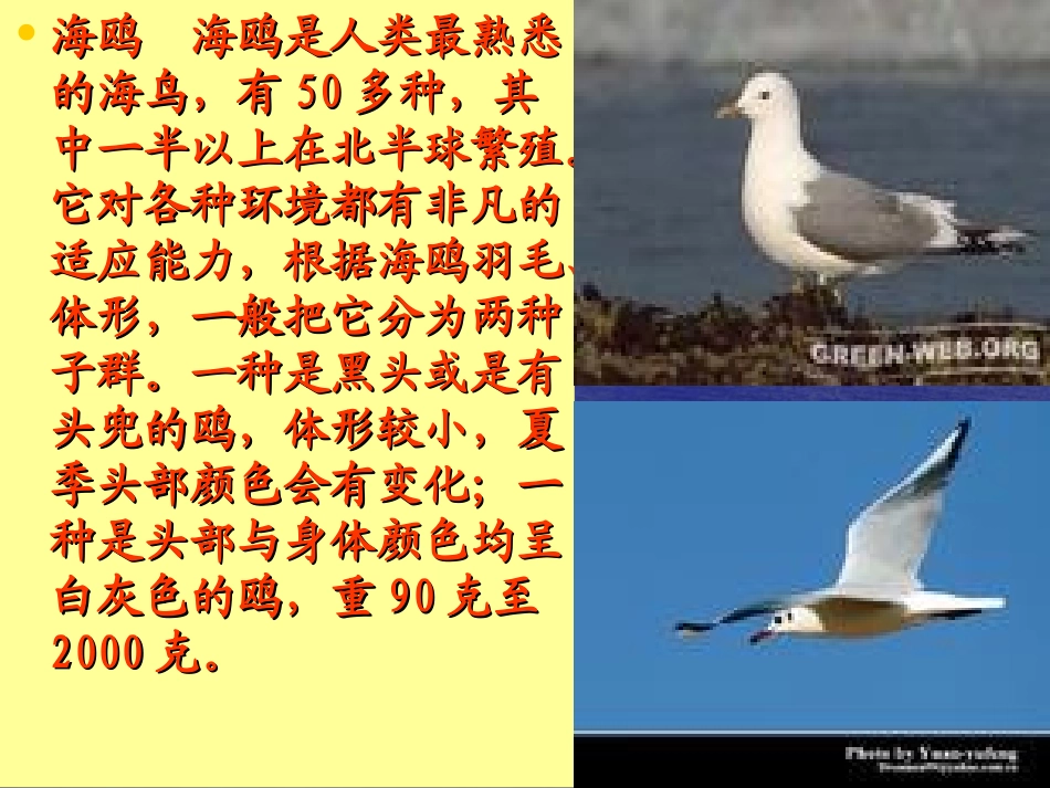 《老人与海鸥》课件_第2页