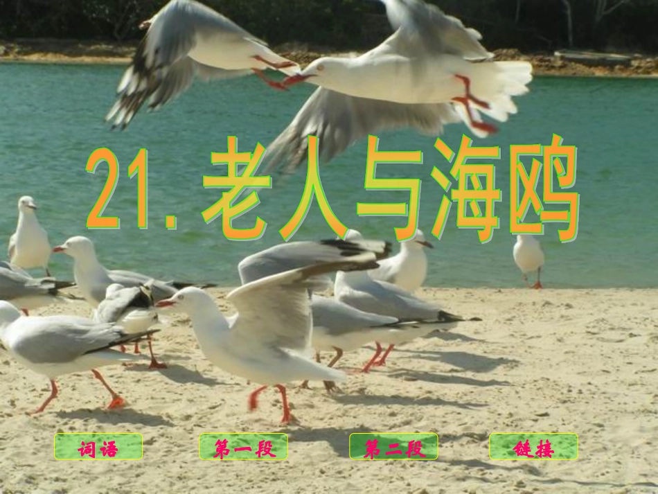 《老人与海鸥》课件_第3页