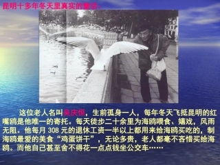 《老人与海鸥》课件