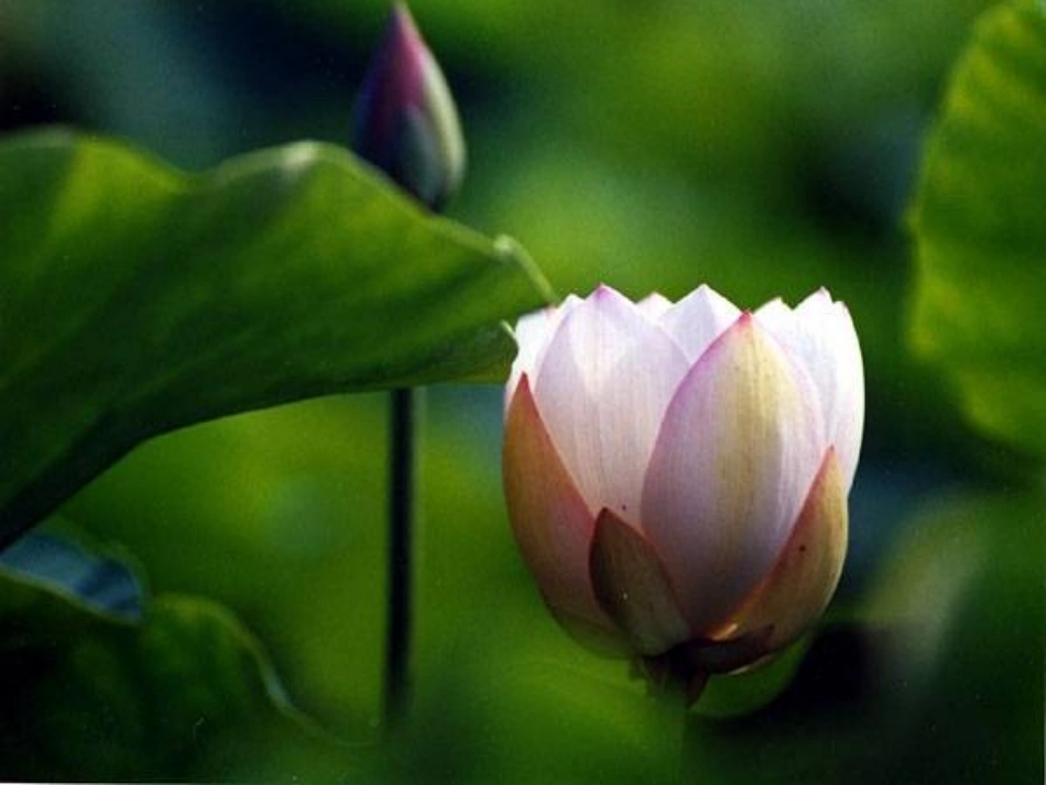 《爱莲说》课件 (3)_第2页