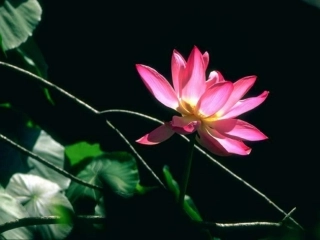《爱莲说》课件 (3)