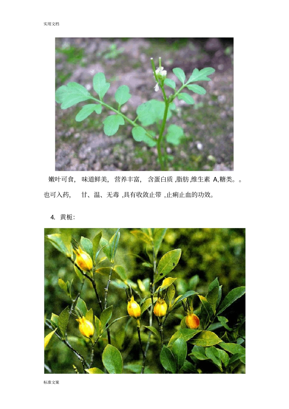 野外可食用植物大全_第3页