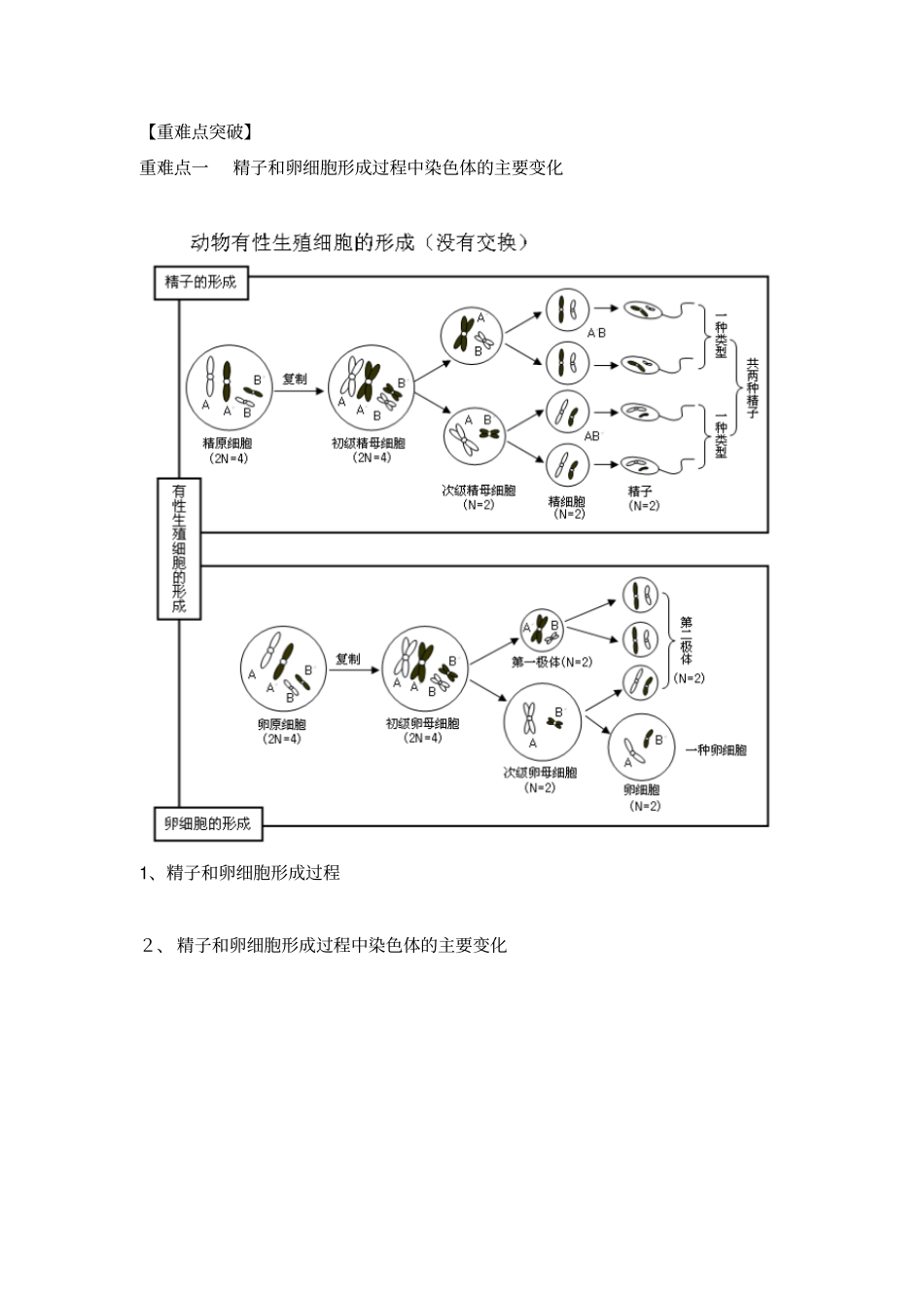 高三生物一轮复习导学案：减数分裂和受精作用_第1页