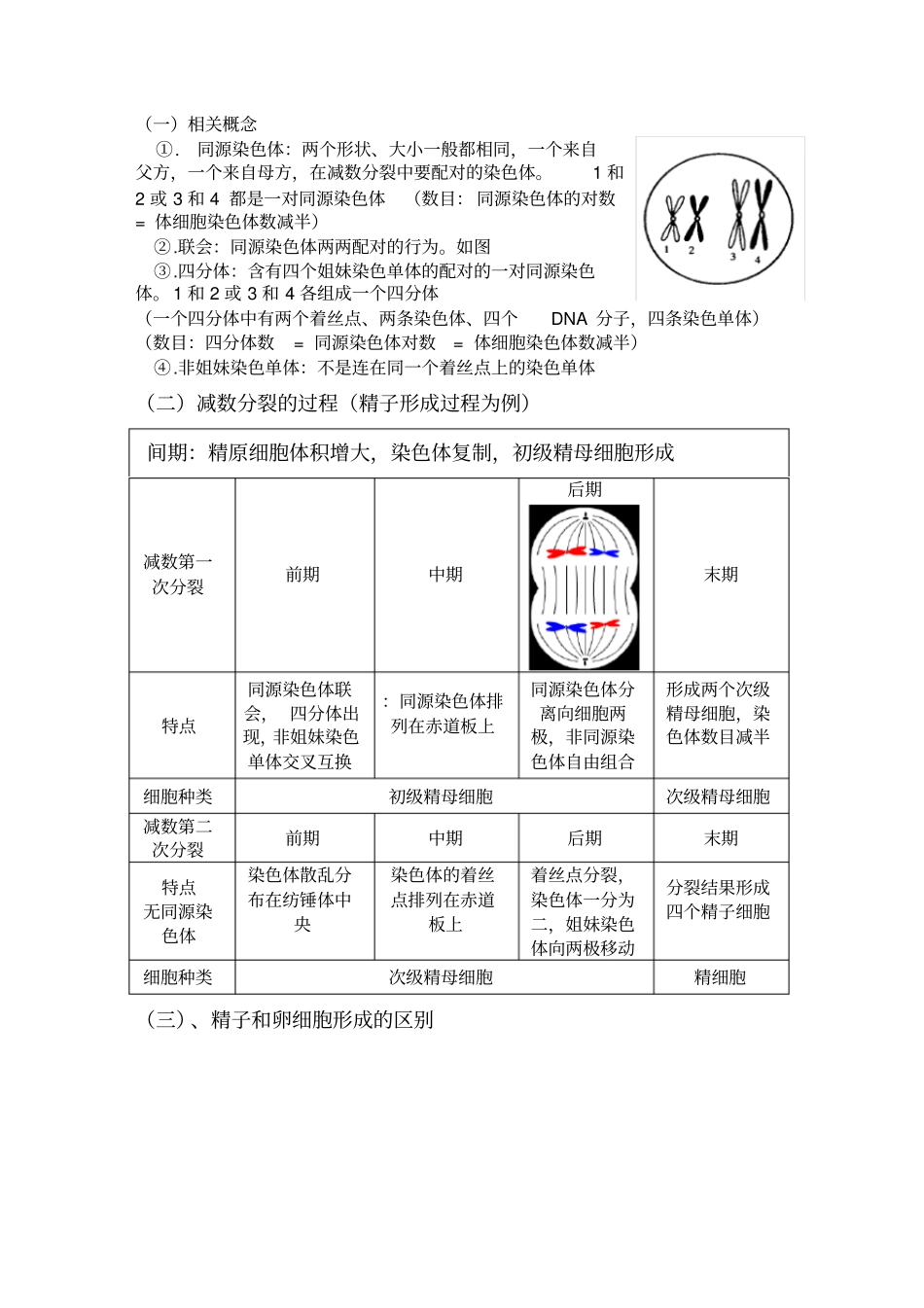 高中生物必修二有丝分裂-减数分裂详尽分析资料报告_第2页