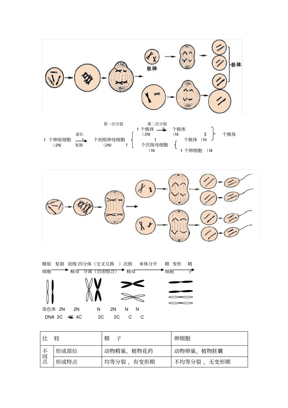 高中生物必修二有丝分裂-减数分裂详尽分析资料报告_第3页