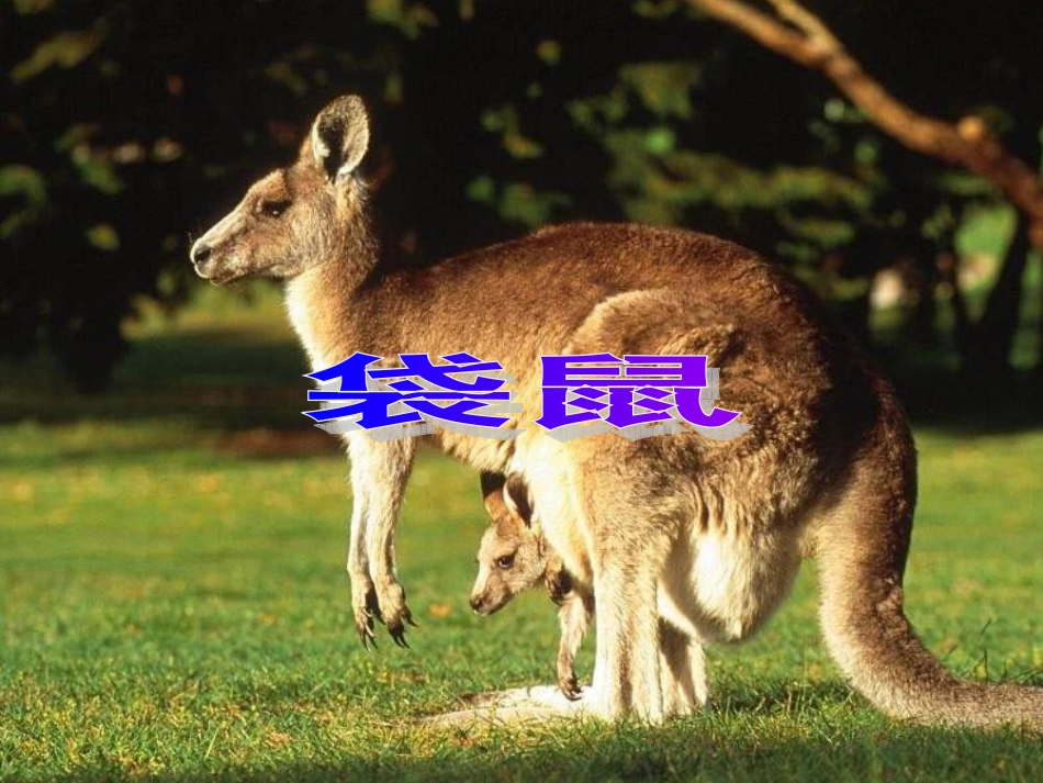 《松鼠和松果》PPT课件_第2页