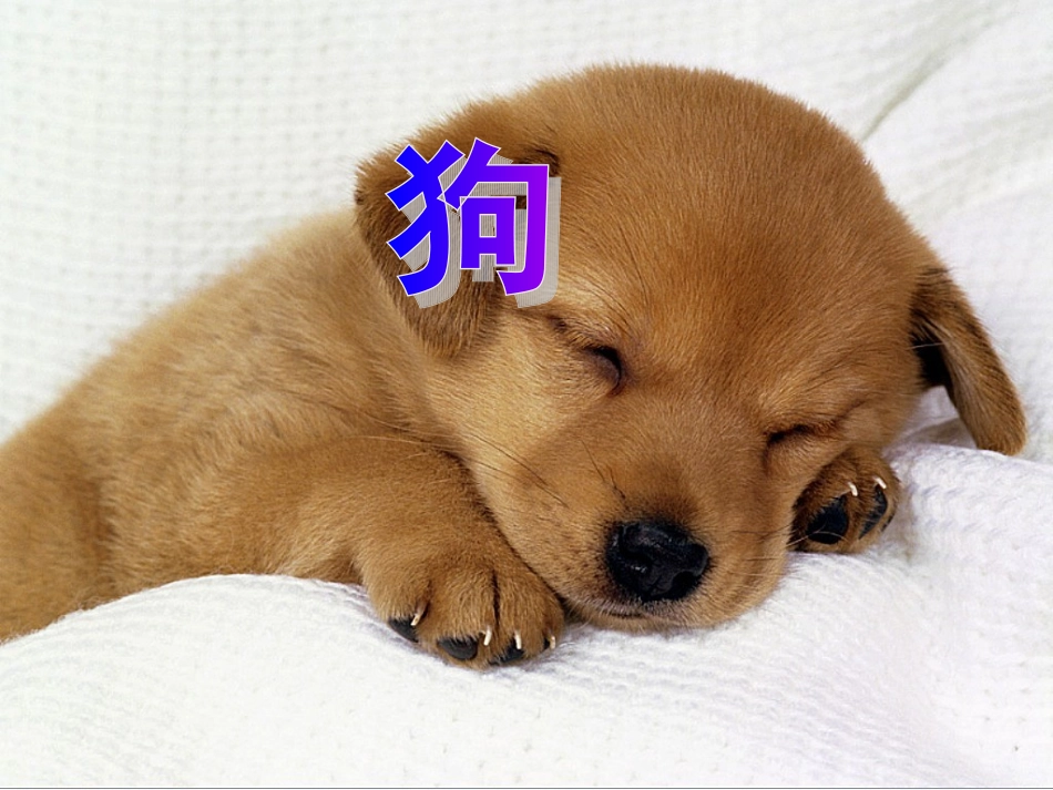 《松鼠和松果》PPT课件_第3页