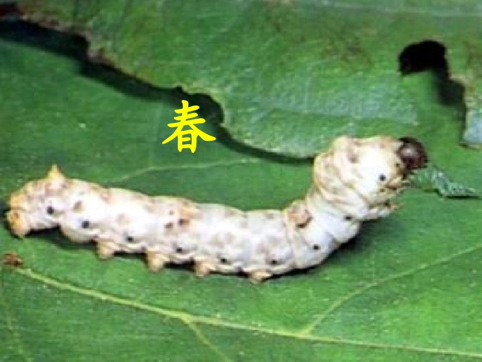《四季》课件 (3)_第2页
