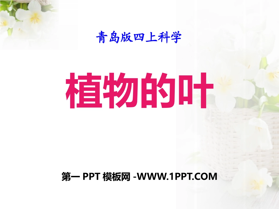 2016秋青岛版科学（五四制）四上第3课《植物的叶》课件_第1页