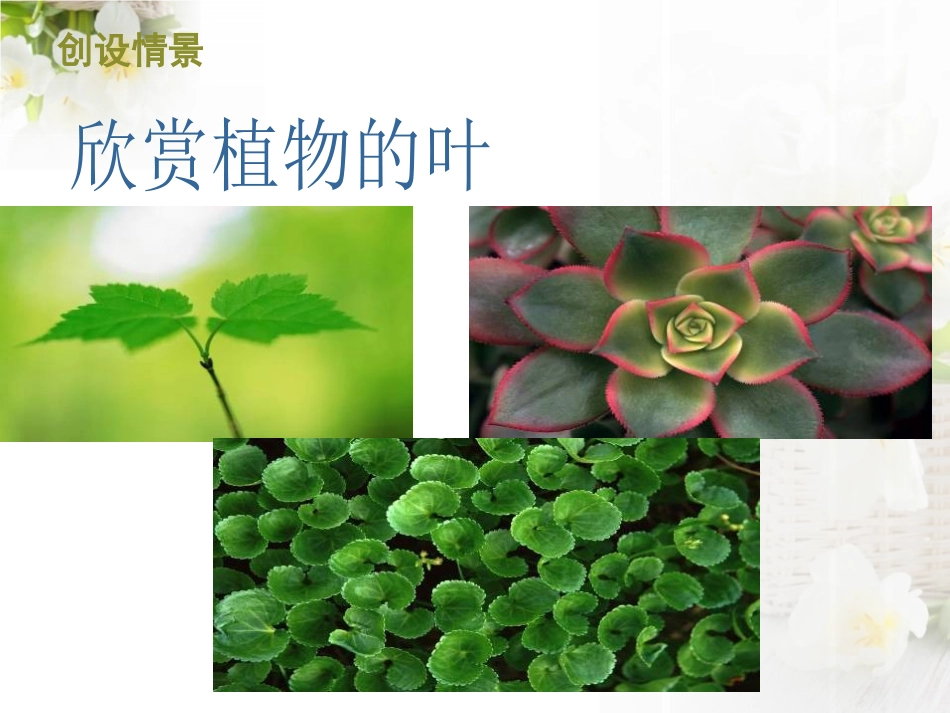 2016秋青岛版科学（五四制）四上第3课《植物的叶》课件_第2页