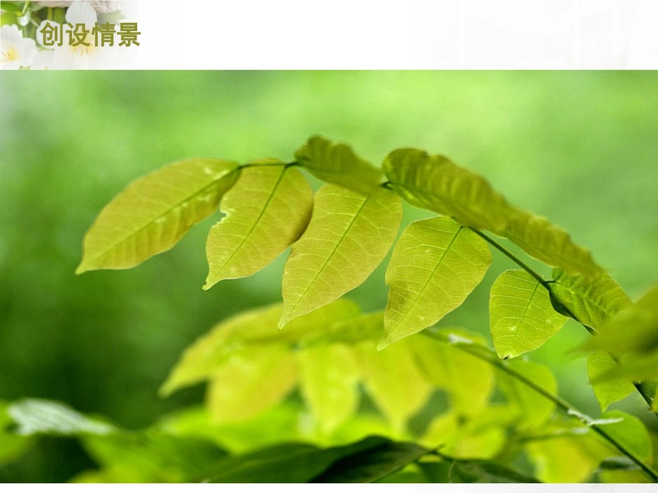 2016秋青岛版科学（五四制）四上第3课《植物的叶》课件_第3页