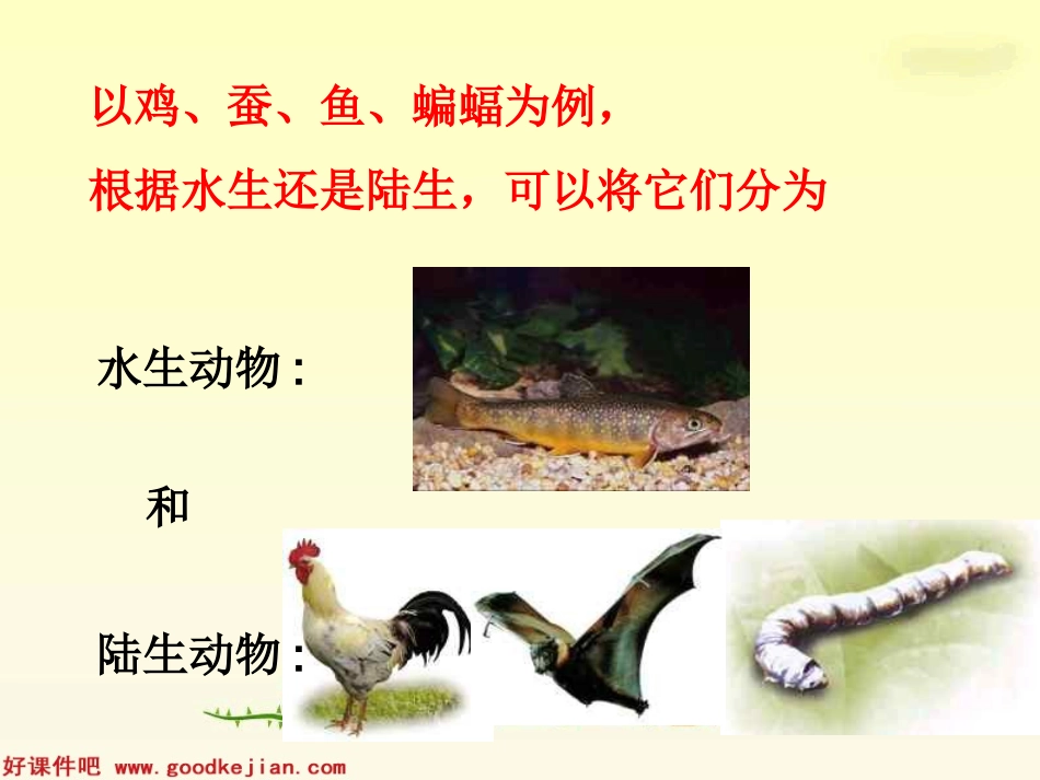 形形色色的动物课件（教科版科学四年级上册）_第3页