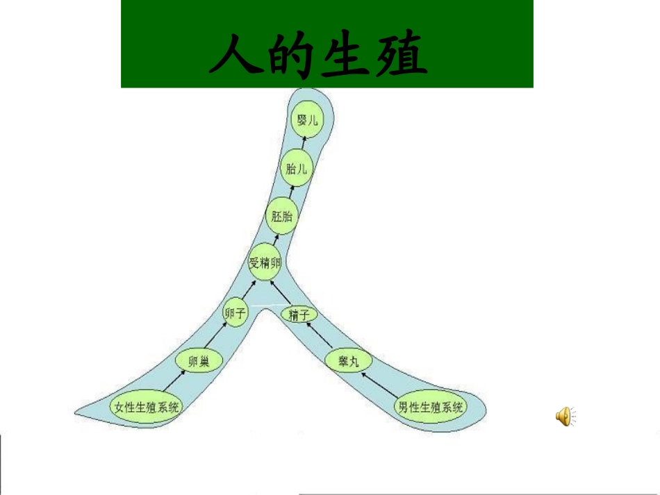 人的生殖课件 (2)_第2页