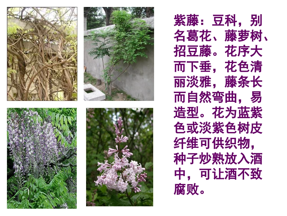 《紫藤萝瀑布》课件 (2)_第2页