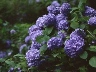 《紫藤萝瀑布》课件 (2)